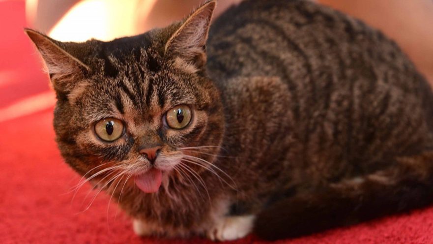 Populær instagram-kjendis katt dør i en alder av 8